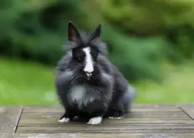 Small Rabbit Breeds to Cuddle 03