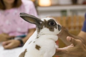 Small Rabbit Breeds to Cuddle 04