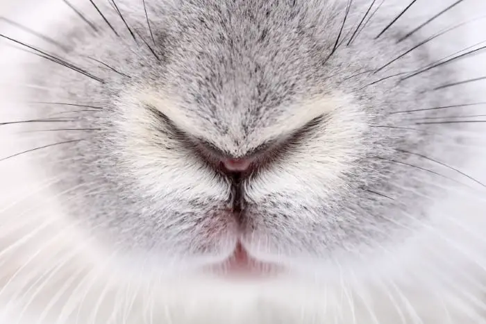 Why do rabbits twitch their nose 01