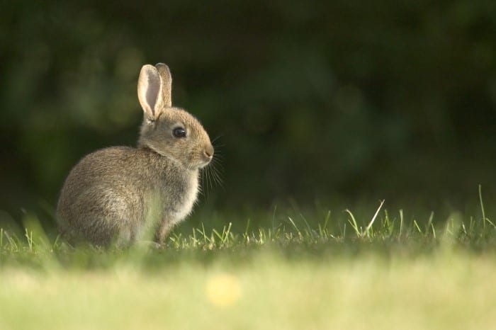 Why do rabbits twitch their nose 02